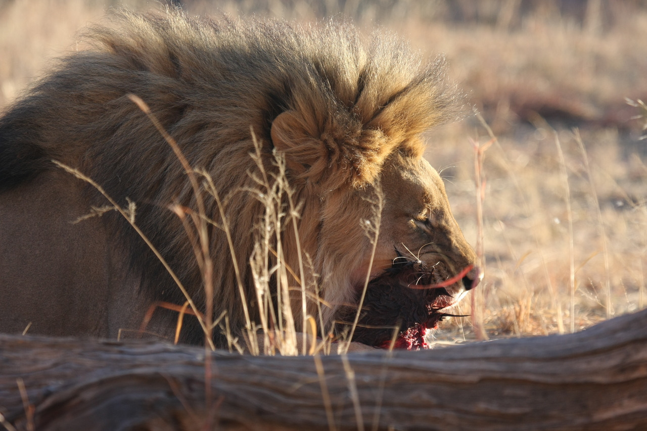 [7544] 2016_06_23_11_41_49_Africa_Canon_EOS_40D_IMG__01556.jpg