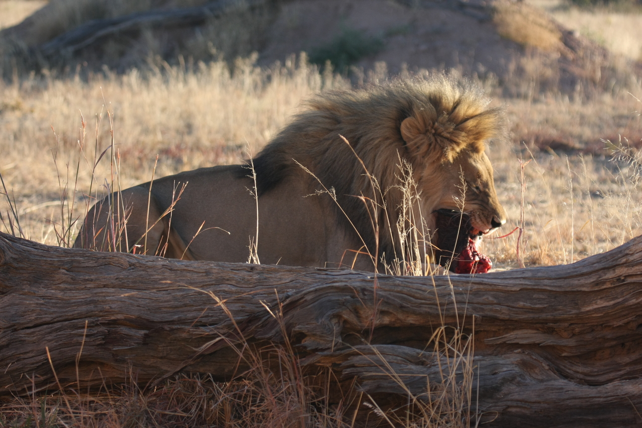 [7550] 2016_06_23_11_41_58_Africa_Canon_EOS_40D_IMG__00725.jpg