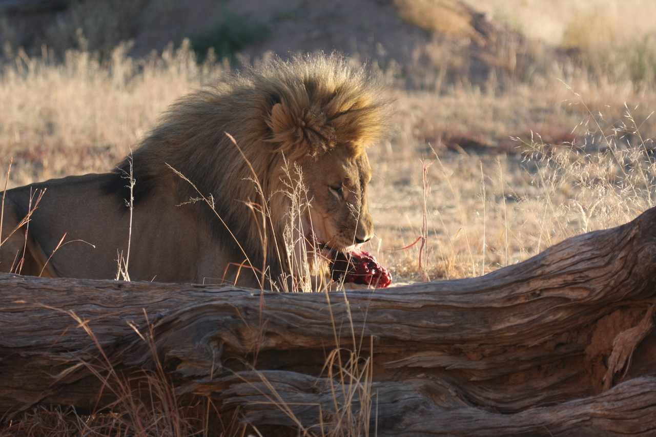 [7579] 2016_06_23_11_42_39_Africa_Canon_EOS_40D_IMG__09013.jpg