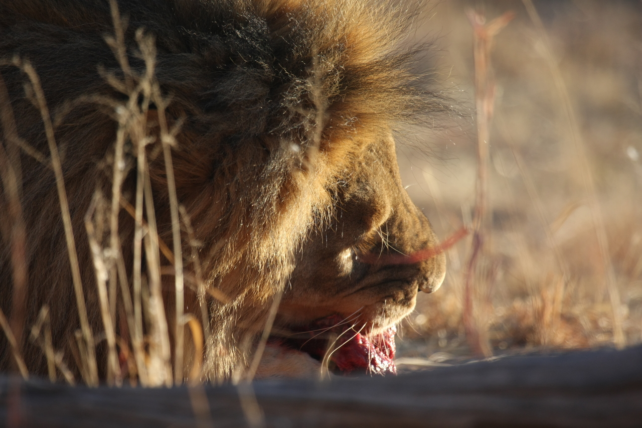 [7597] 2016_06_23_11_43_10_Africa_Canon_EOS_40D_IMG__00740.jpg