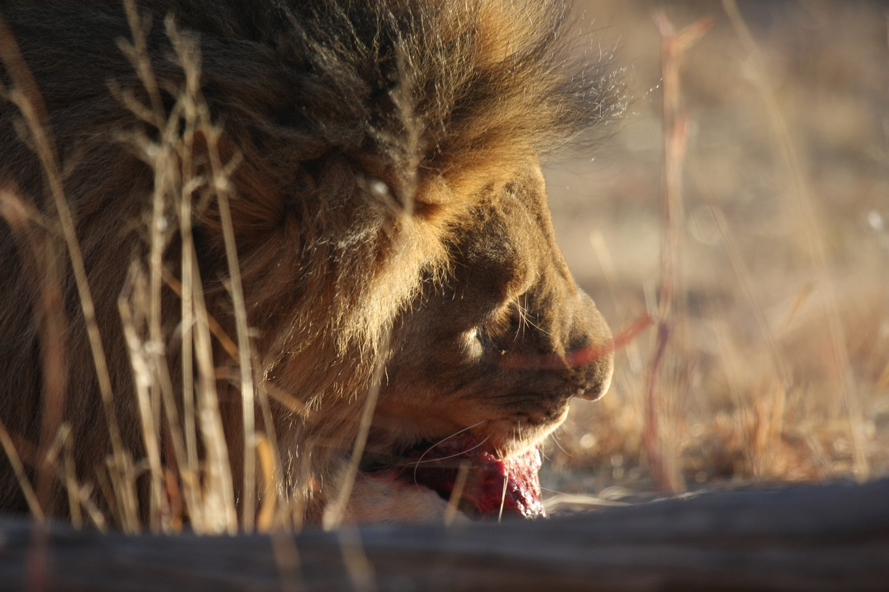 [7599] 2016_06_23_11_43_10_Africa_Canon_EOS_40D_IMG__01573.jpg