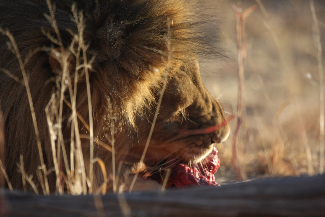 [7607] 2016_06_23_11_43_11_Africa_Canon_EOS_40D_IMG__09023.jpg