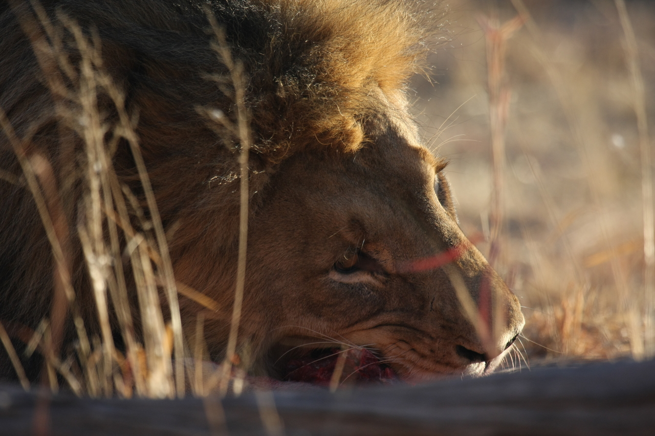 [7616] 2016_06_23_11_43_14_Africa_Canon_EOS_40D_IMG__01580.jpg