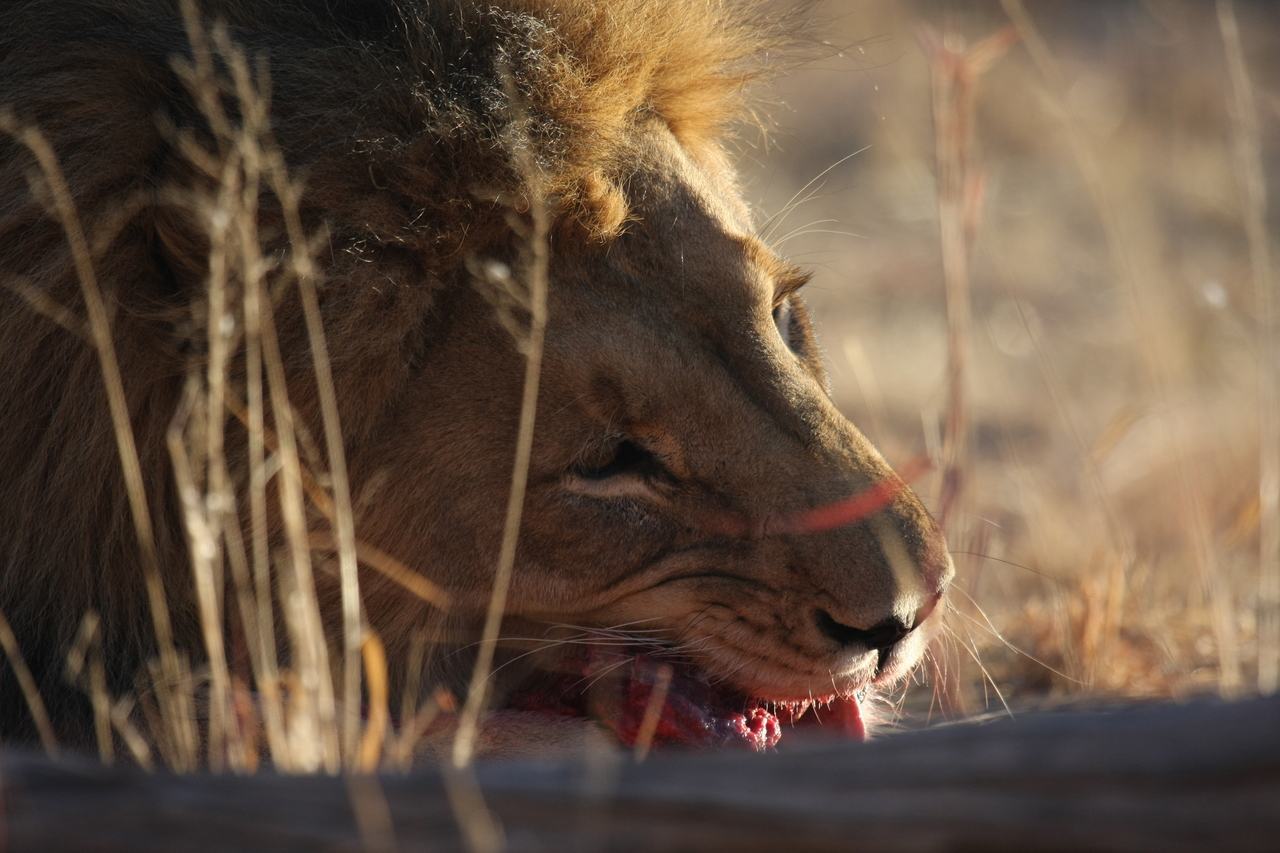 [7626] 2016_06_23_11_43_19_Africa_Canon_EOS_40D_IMG__00749.jpg