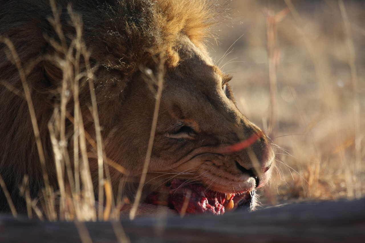 [7631] 2016_06_23_11_43_19_Africa_Canon_EOS_40D_IMG__09031.jpg