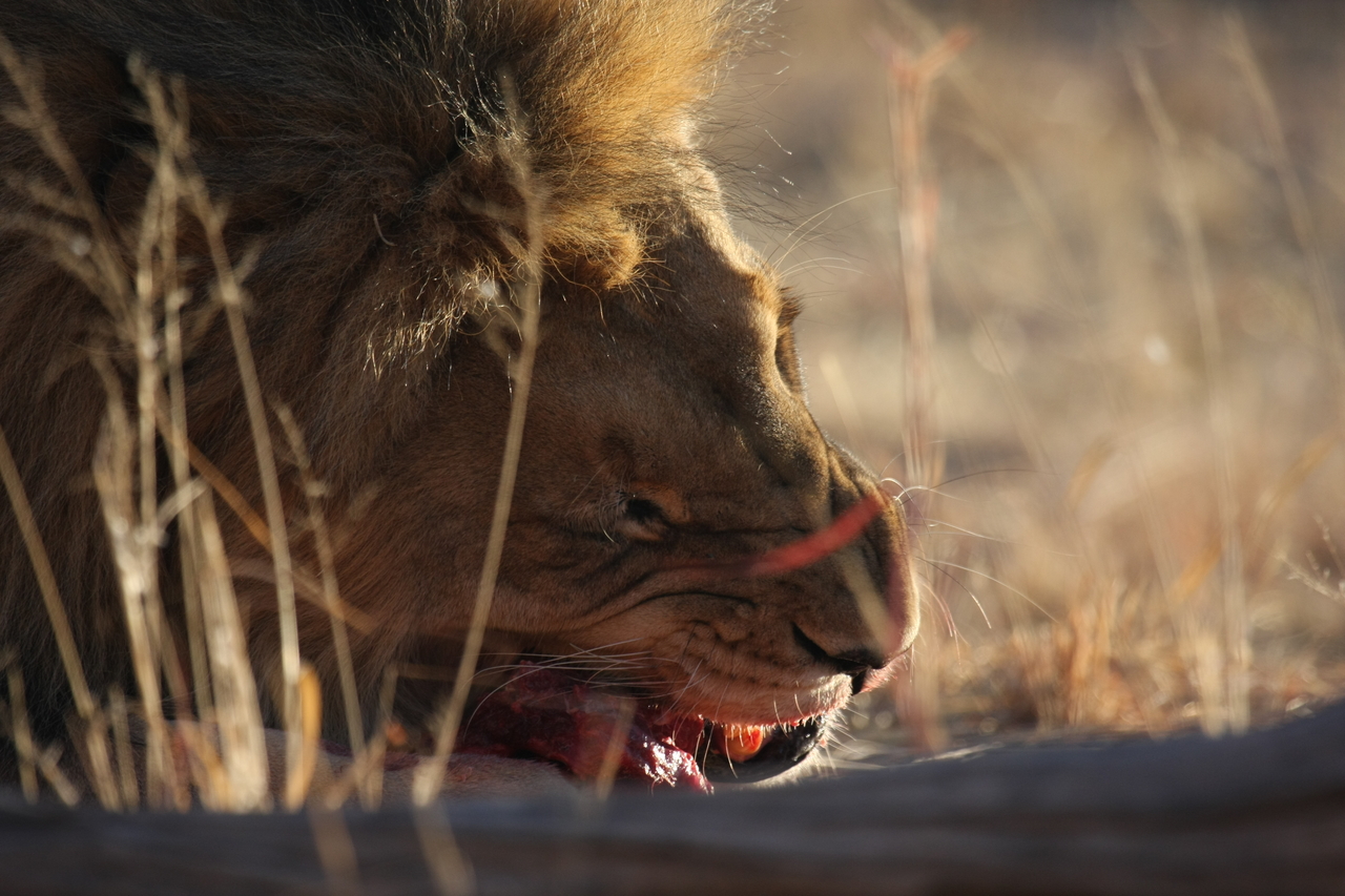 [7646] 2016_06_23_11_43_26_Africa_Canon_EOS_40D_IMG__01038.jpg