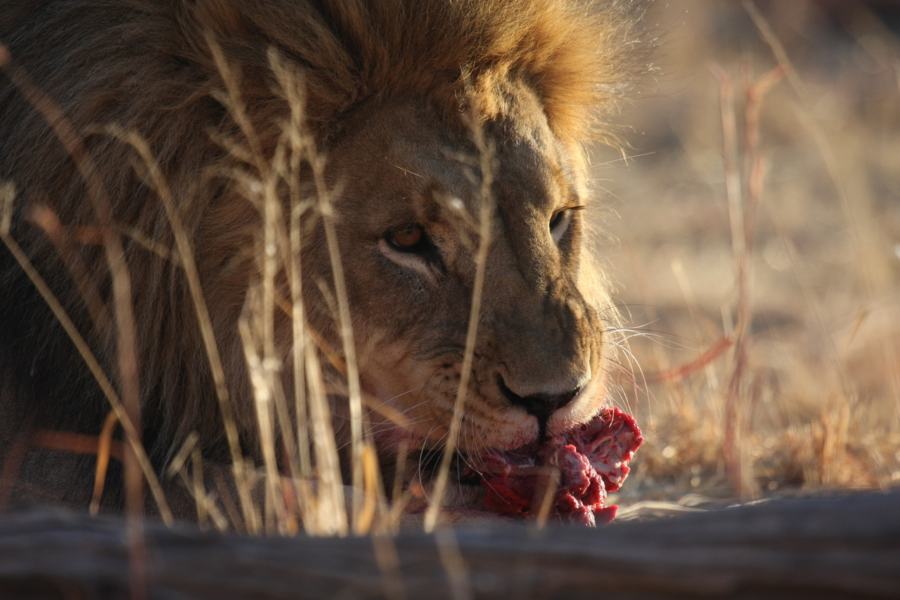 [7699] 2016_06_23_11_43_54_Africa_Canon_EOS_40D_IMG__09146.jpg