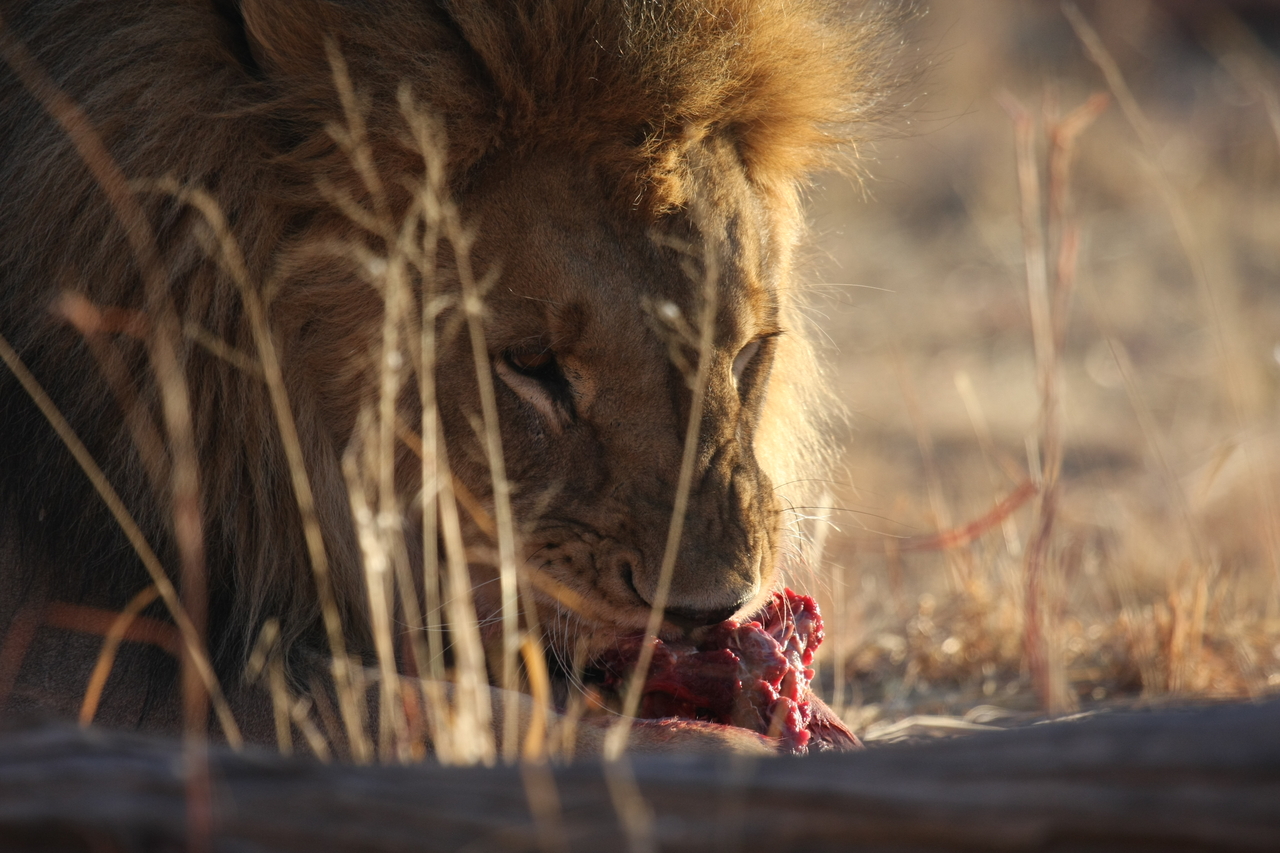 [7702] 2016_06_23_11_43_55_Africa_Canon_EOS_40D_IMG__09157.jpg