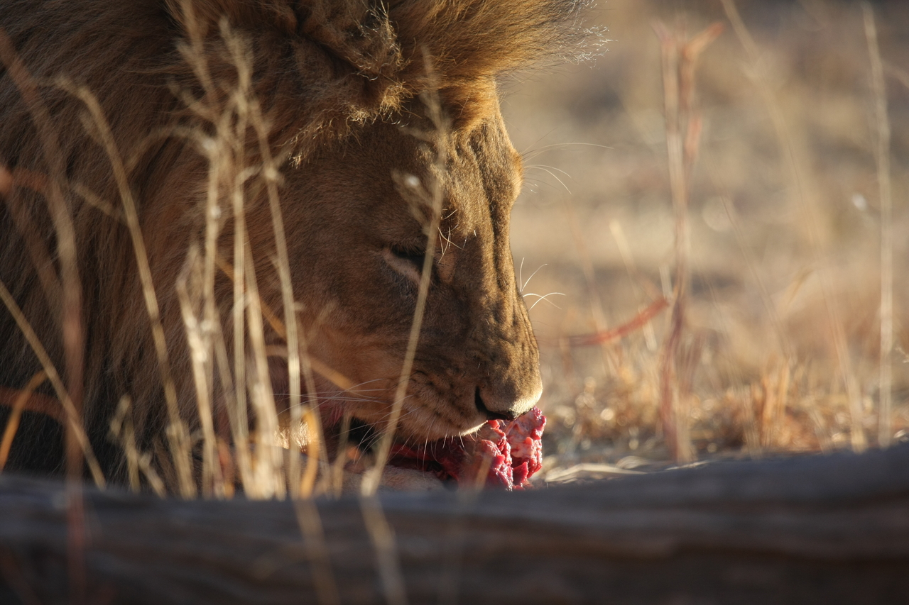 [7736] 2016_06_23_11_44_13_Africa_Canon_EOS_40D_IMG__01843.jpg