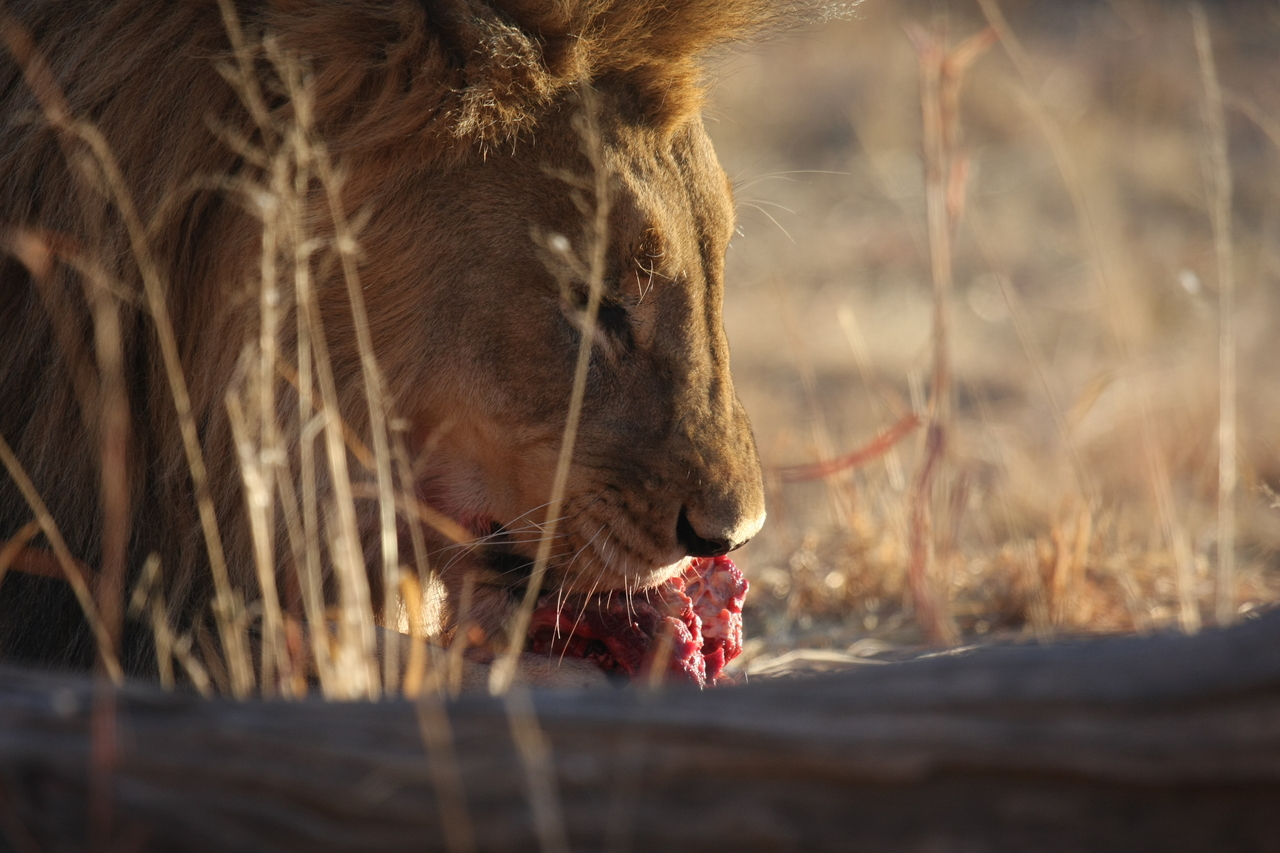 [7737] 2016_06_23_11_44_13_Africa_Canon_EOS_40D_IMG__09279.jpg