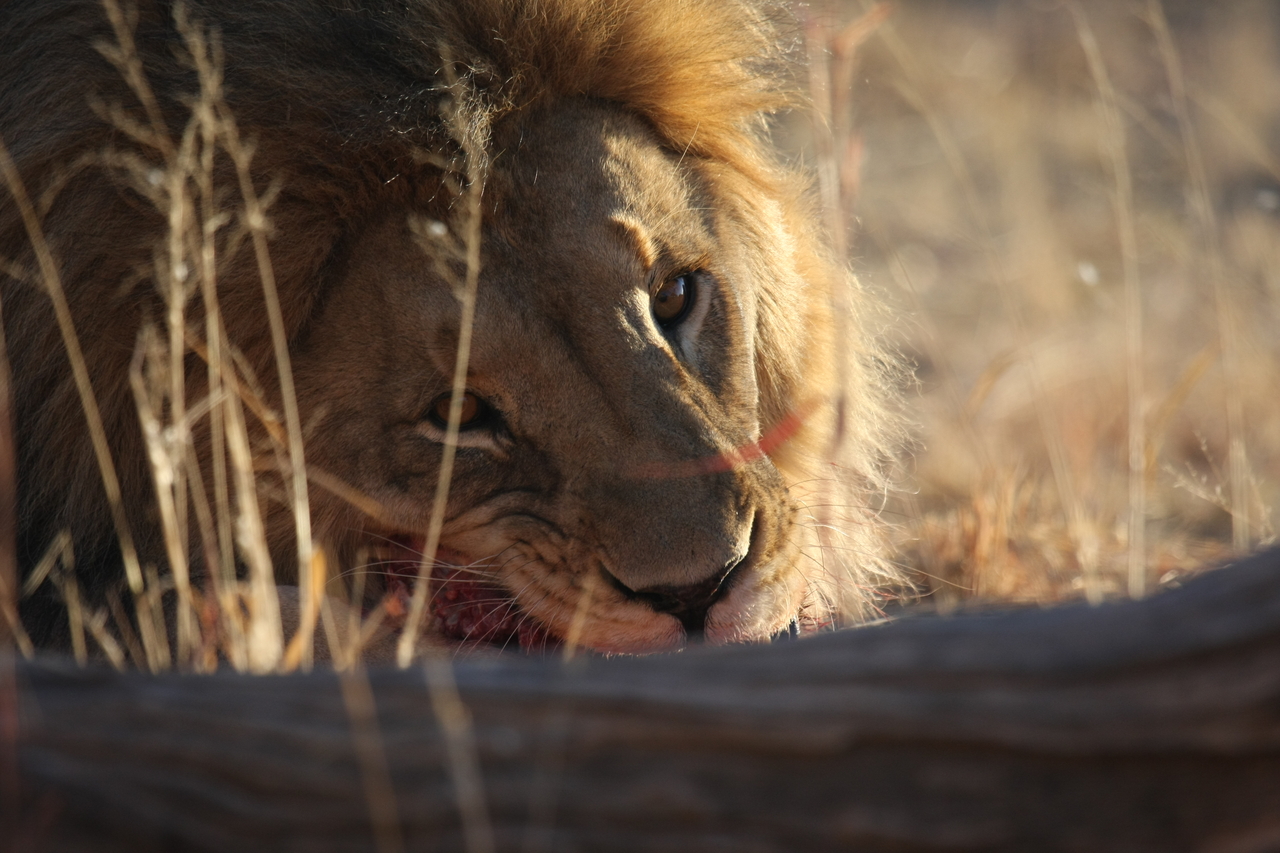 [7745] 2016_06_23_11_44_26_Africa_Canon_EOS_40D_IMG__09301.jpg