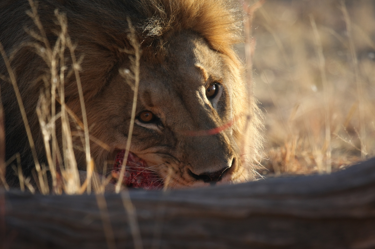 [7747] 2016_06_23_11_44_26_Africa_Canon_EOS_40D_IMG__09304.jpg