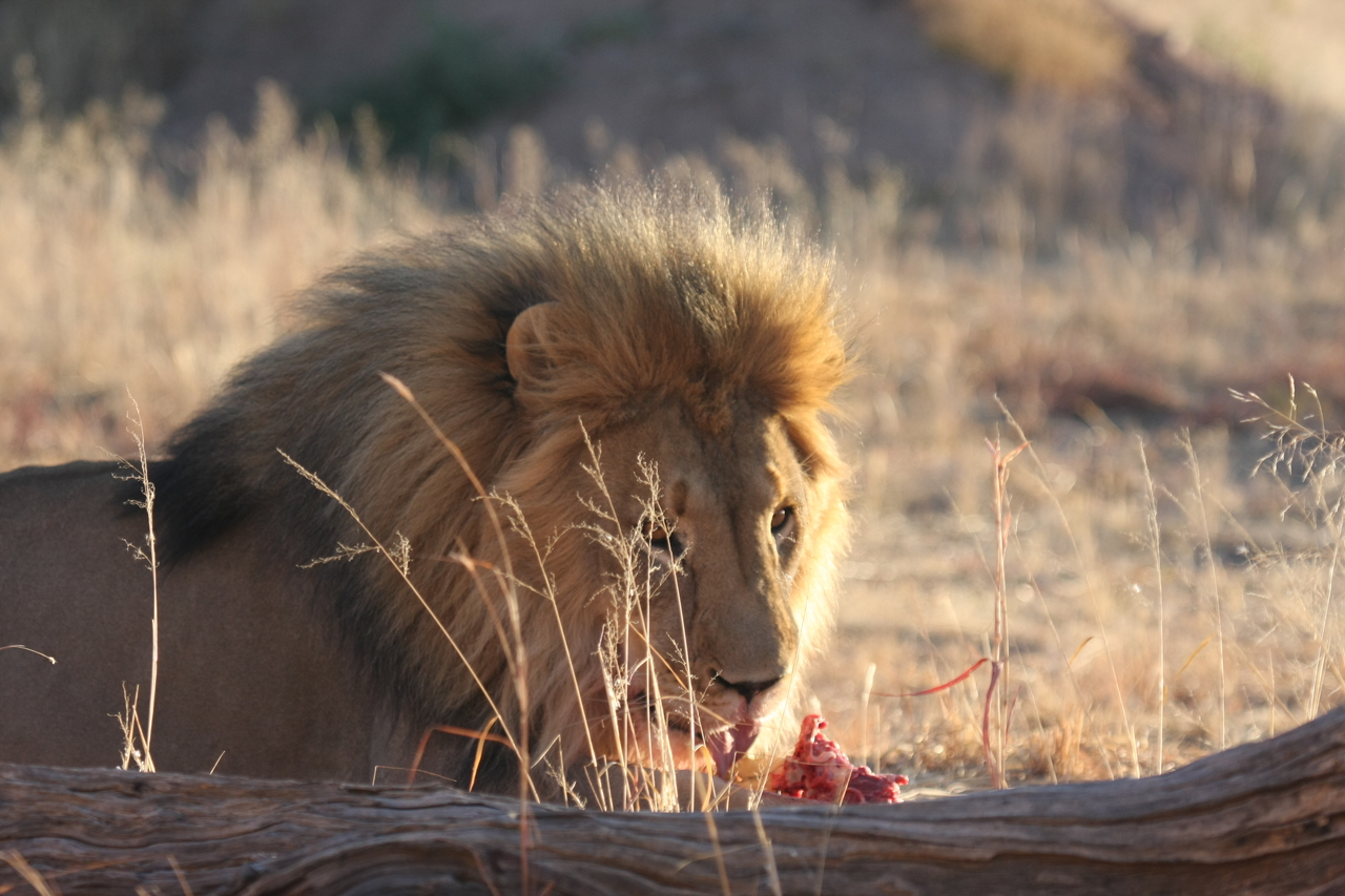 [7819] 2016_06_23_11_46_04_Africa_Canon_EOS_40D_IMG__09331.jpg