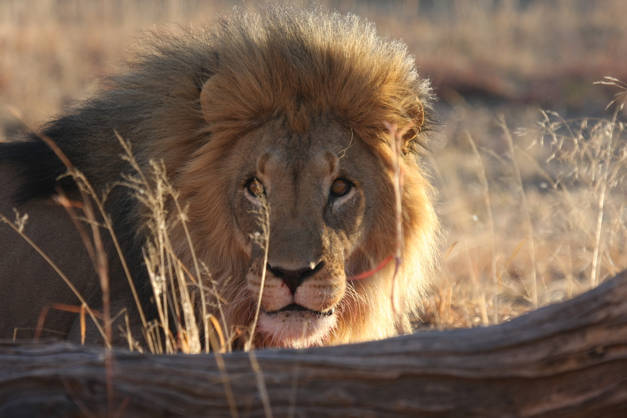 [8028] 2016_06_23_11_48_50_Africa_Canon_EOS_40D_IMG__09061.jpg