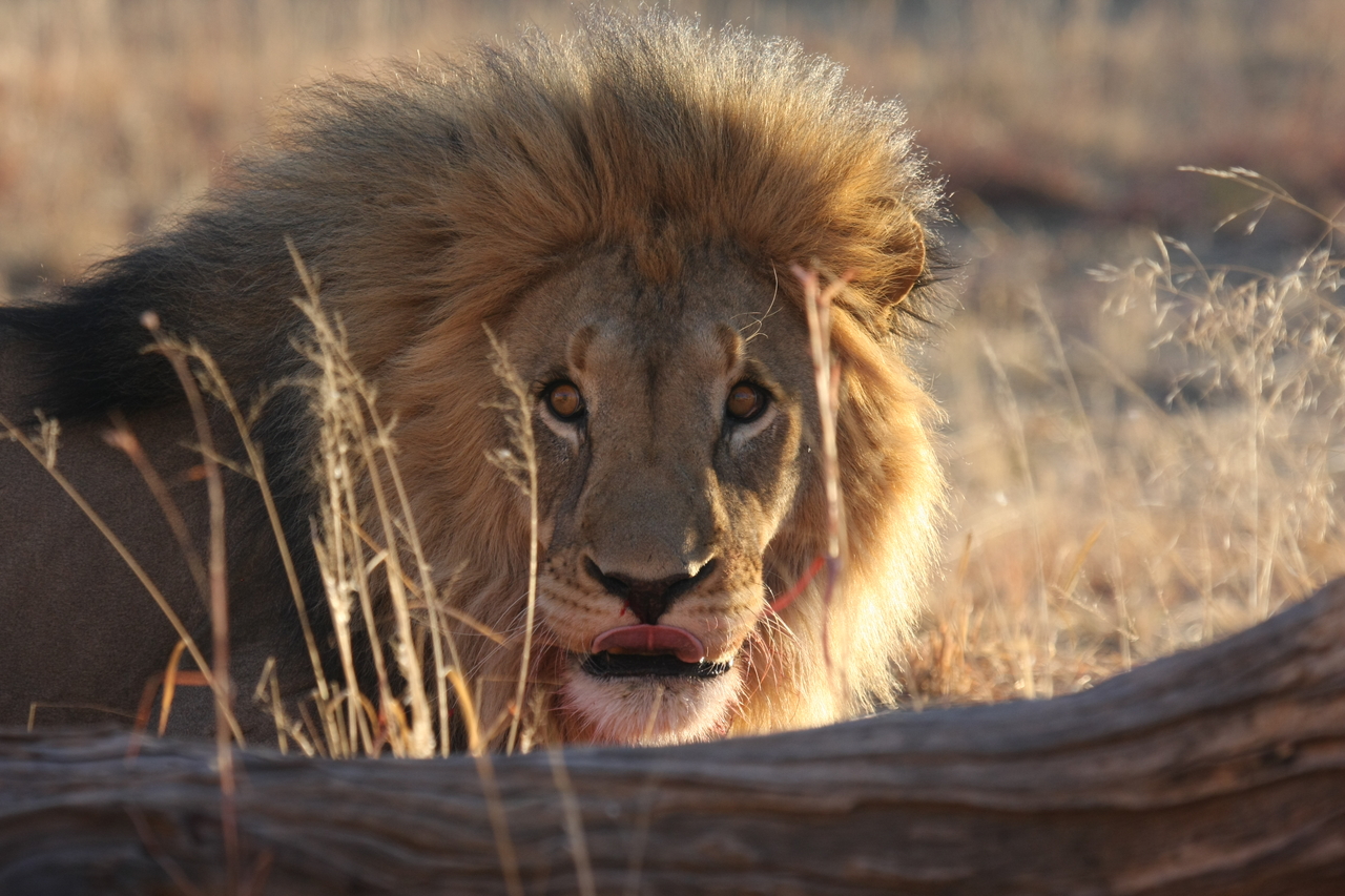 [8031] 2016_06_23_11_48_51_Africa_Canon_EOS_40D_IMG__01615.jpg