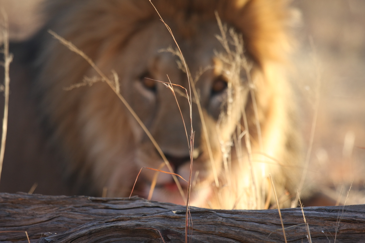 [8060] 2016_06_23_11_49_26_Africa_Canon_EOS_40D_IMG__00793.jpg