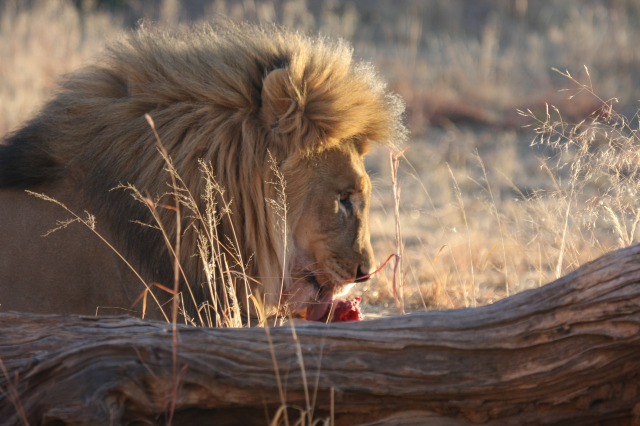 [8109] 2016_06_23_11_51_39_Africa_Canon_EOS_40D_IMG__09091.jpg