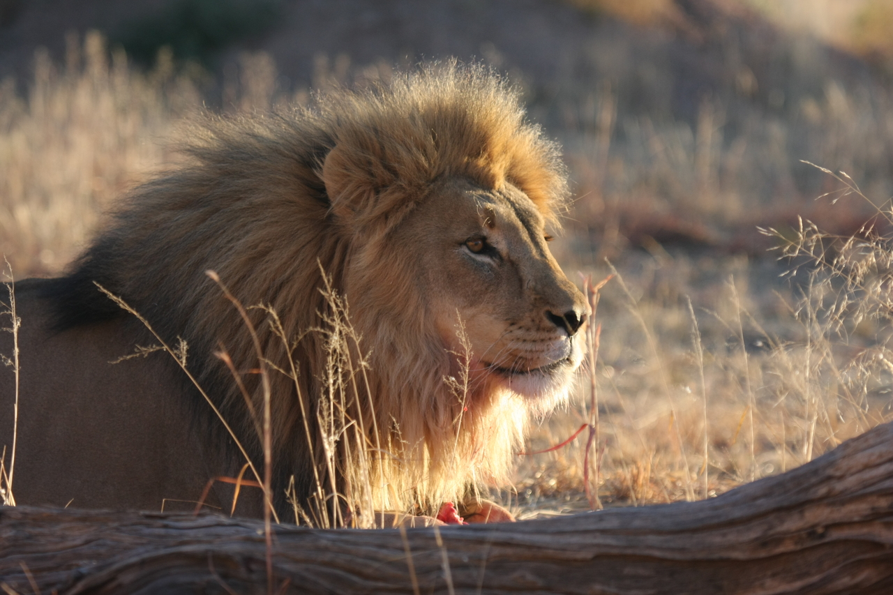 [8146] 2016_06_23_11_51_58_Africa_Canon_EOS_40D_IMG__09103.jpg