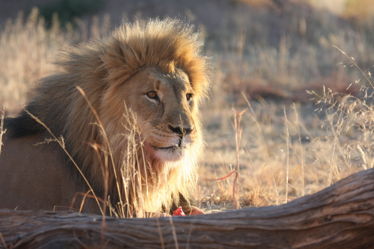 [8202] 2016_06_23_11_52_11_Africa_Canon_EOS_40D_IMG__09125.jpg