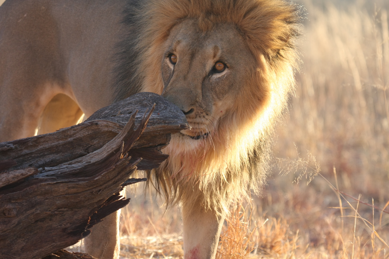 [8228] 2016_06_23_11_52_23_Africa_Canon_EOS_40D_IMG__00855.jpg