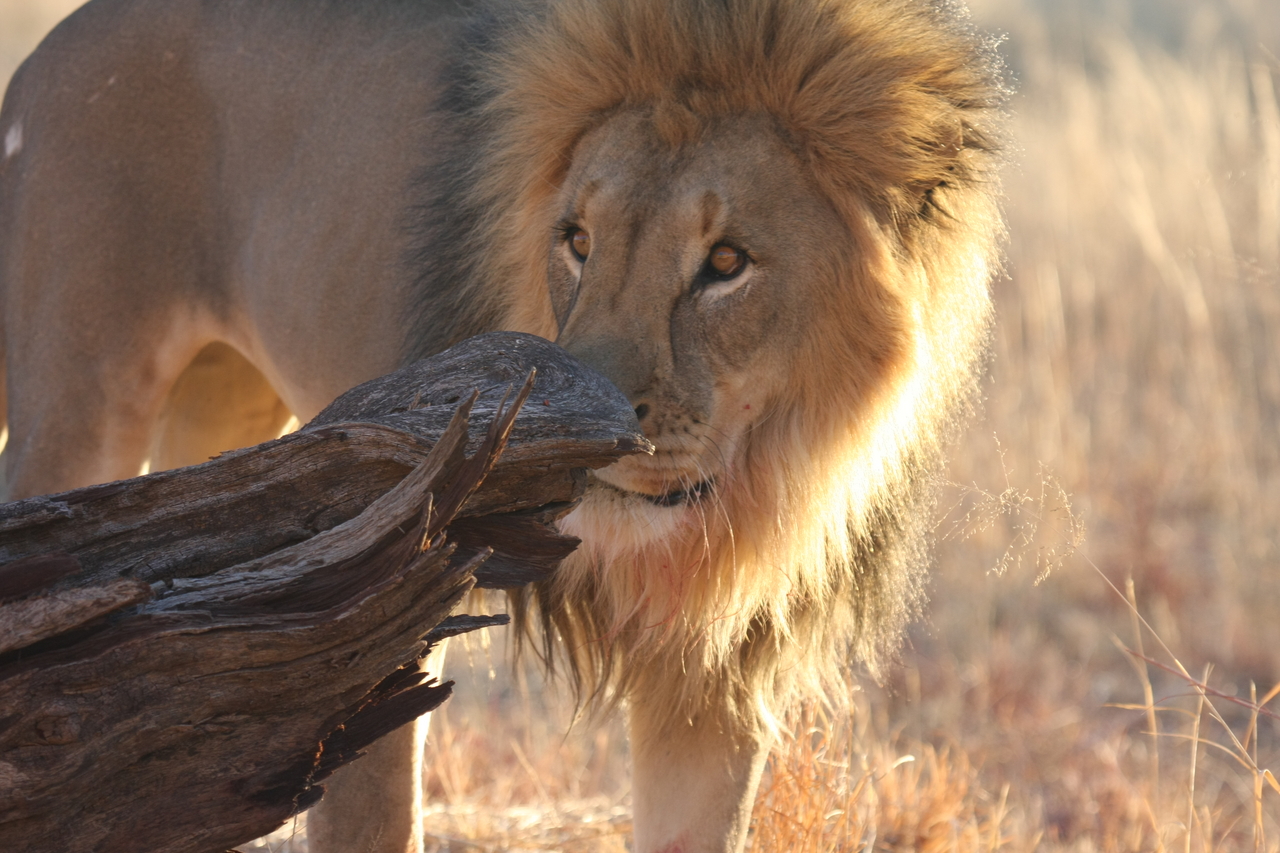 [8239] 2016_06_23_11_52_24_Africa_Canon_EOS_40D_IMG__09137.jpg