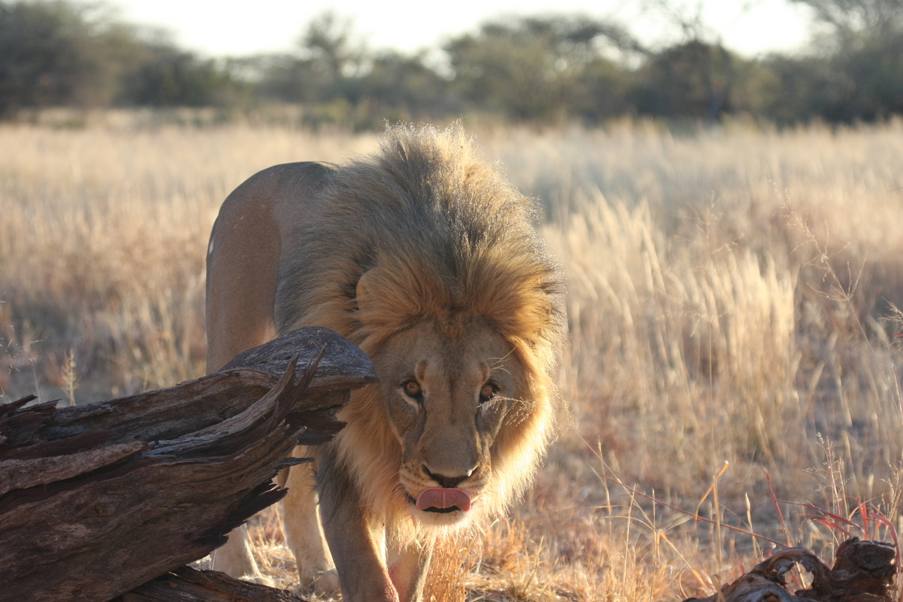 [8256] 2016_06_23_11_52_31_Africa_Canon_EOS_40D_IMG__09144.jpg