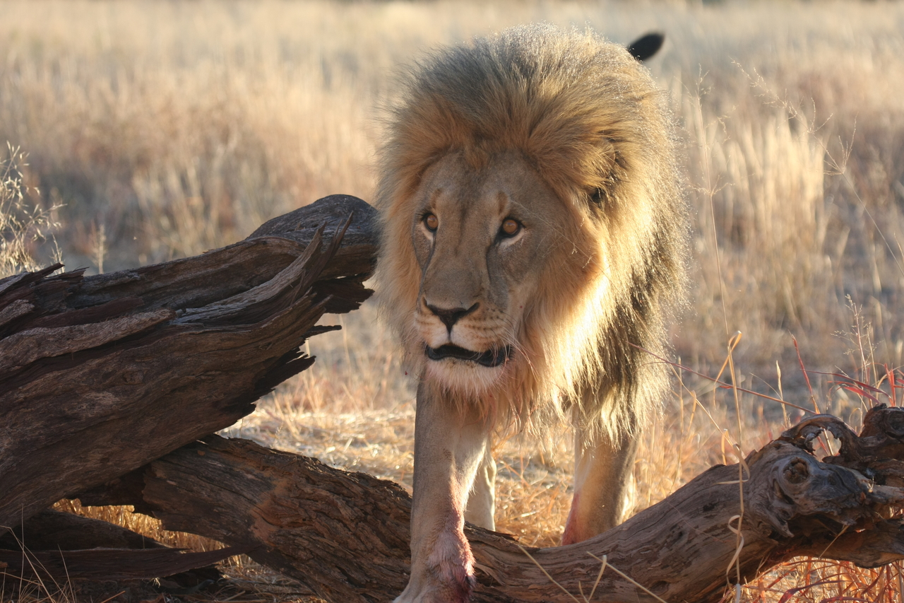 [8268] 2016_06_23_11_52_33_Africa_Canon_EOS_40D_IMG__09148.jpg