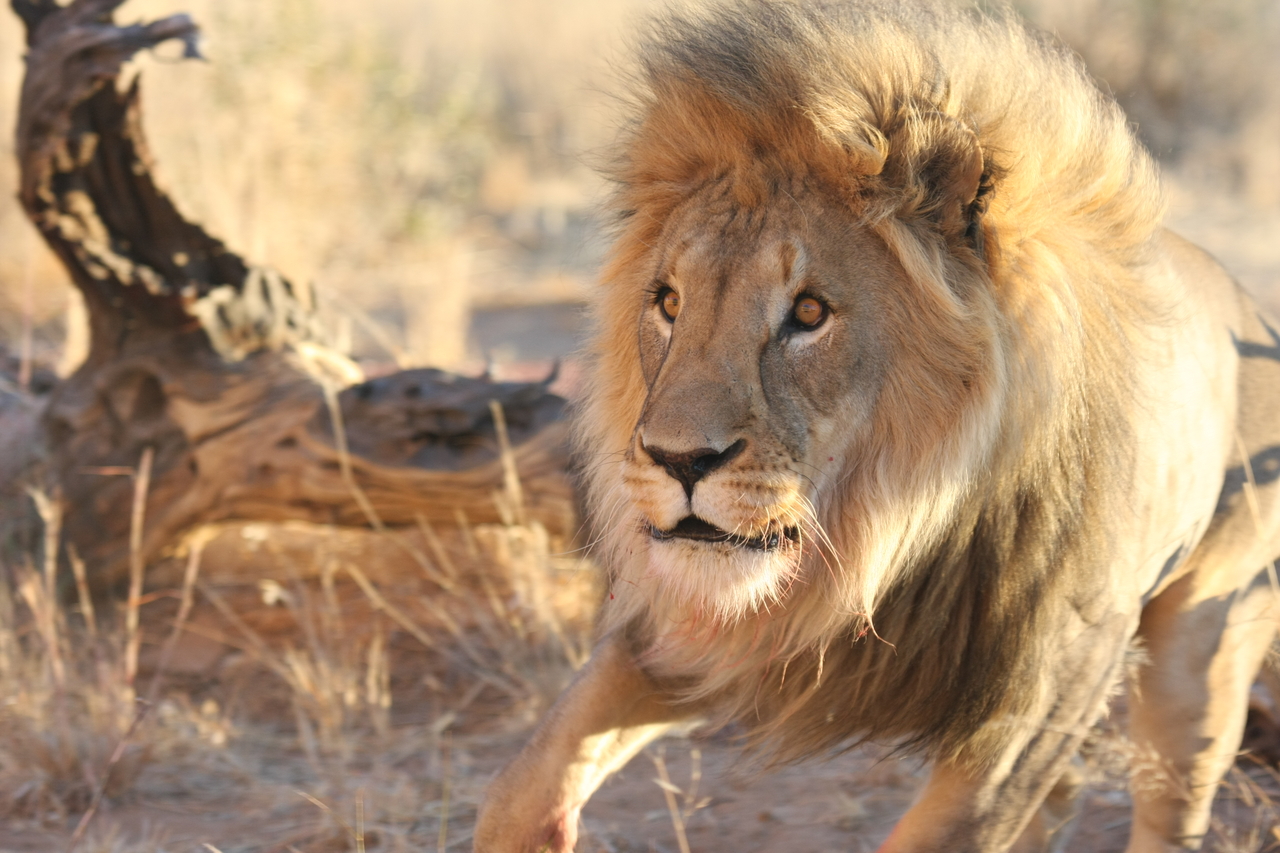 [8288] 2016_06_23_11_53_29_Africa_Canon_EOS_40D_IMG__00875.jpg