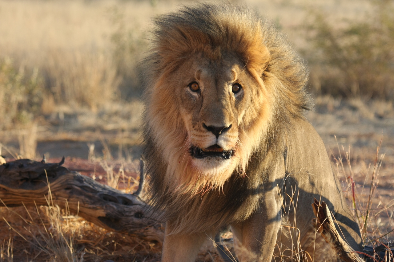 [8446] 2016_06_23_11_54_26_Africa_Canon_EOS_40D_IMG__00926.jpg