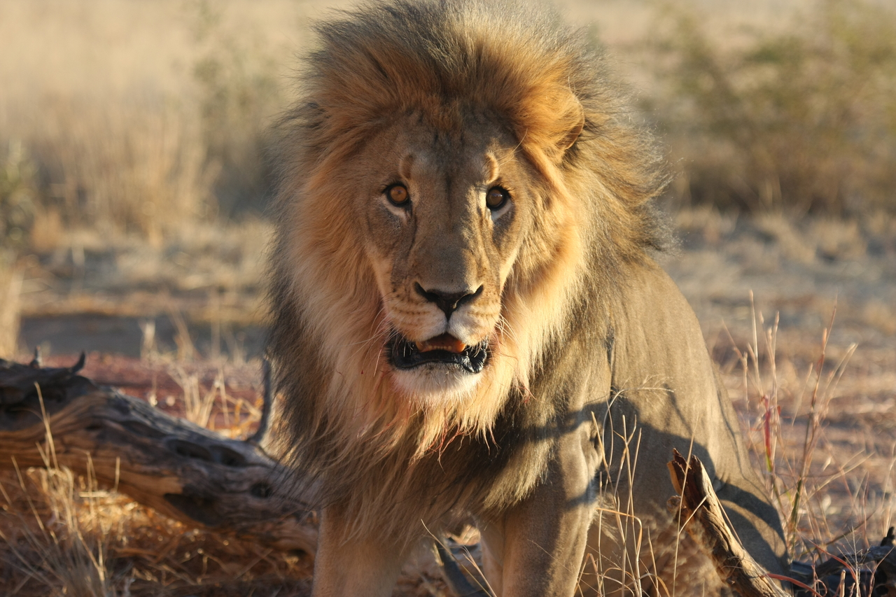 [8458] 2016_06_23_11_54_27_Africa_Canon_EOS_40D_IMG__01763.jpg