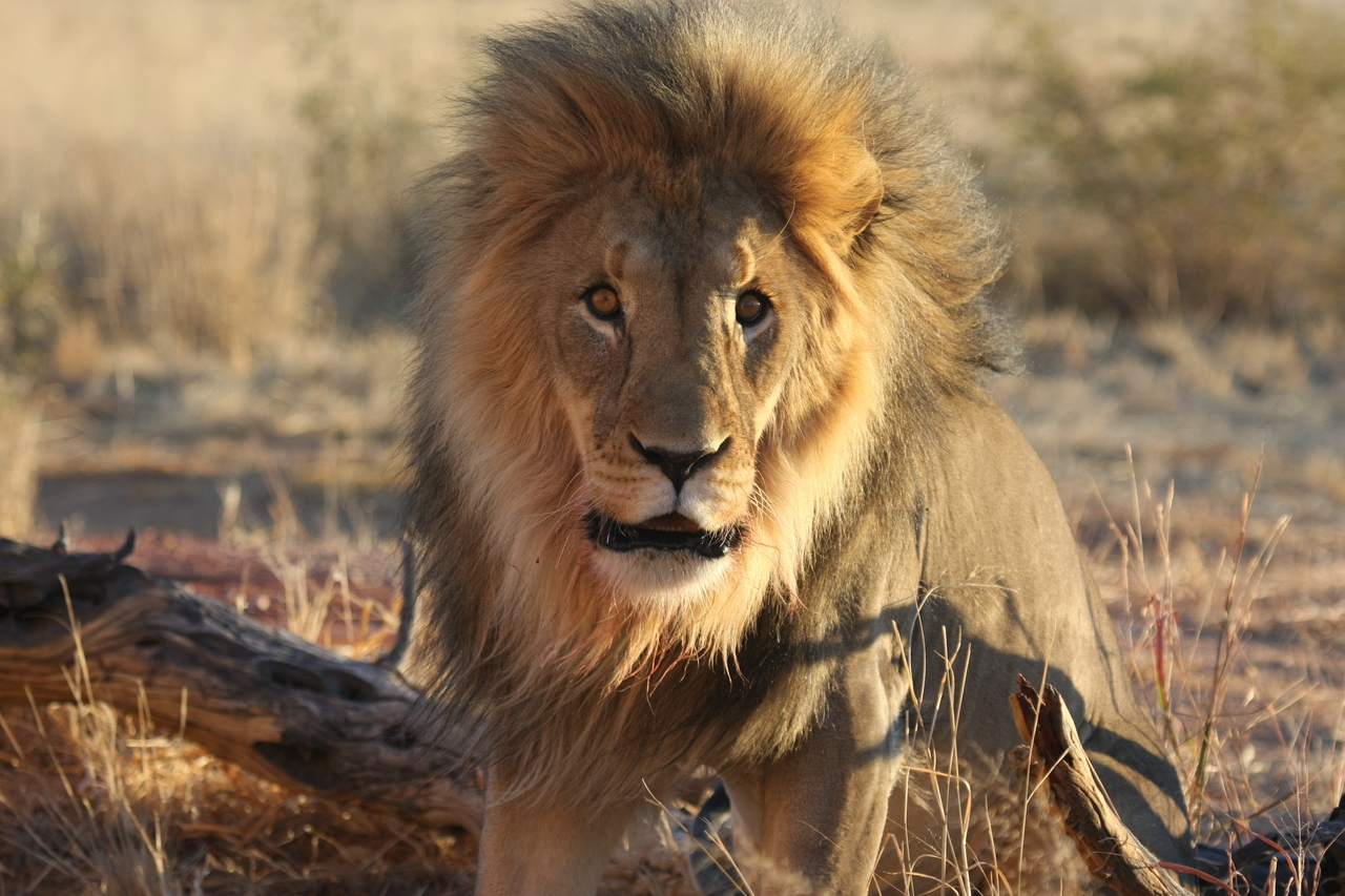 [8462] 2016_06_23_11_54_27_Africa_Canon_EOS_40D_IMG__09211.jpg