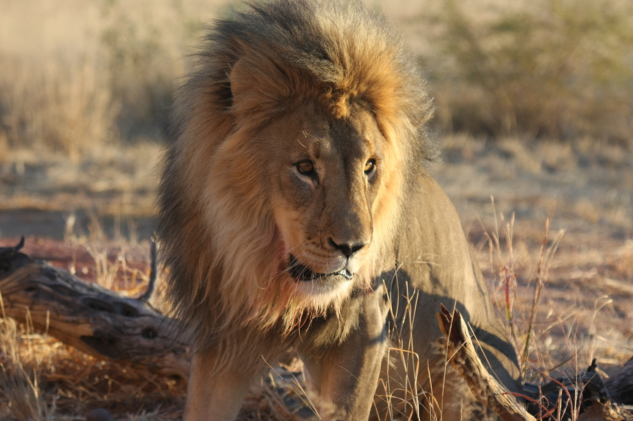 [8465] 2016_06_23_11_54_28_Africa_Canon_EOS_40D_IMG__00934.jpg