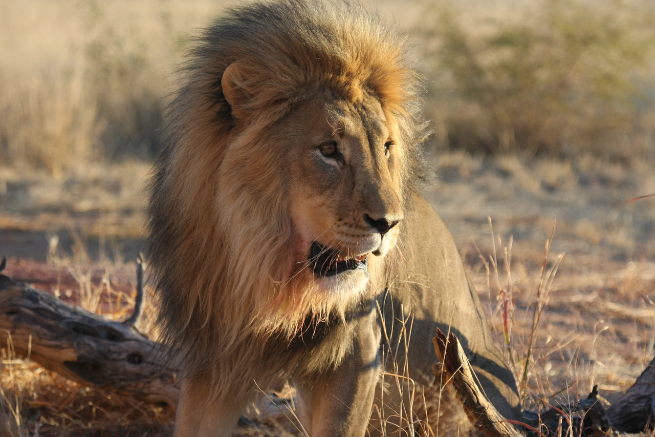 [8480] 2016_06_23_11_54_30_Africa_Canon_EOS_40D_IMG__01772.jpg