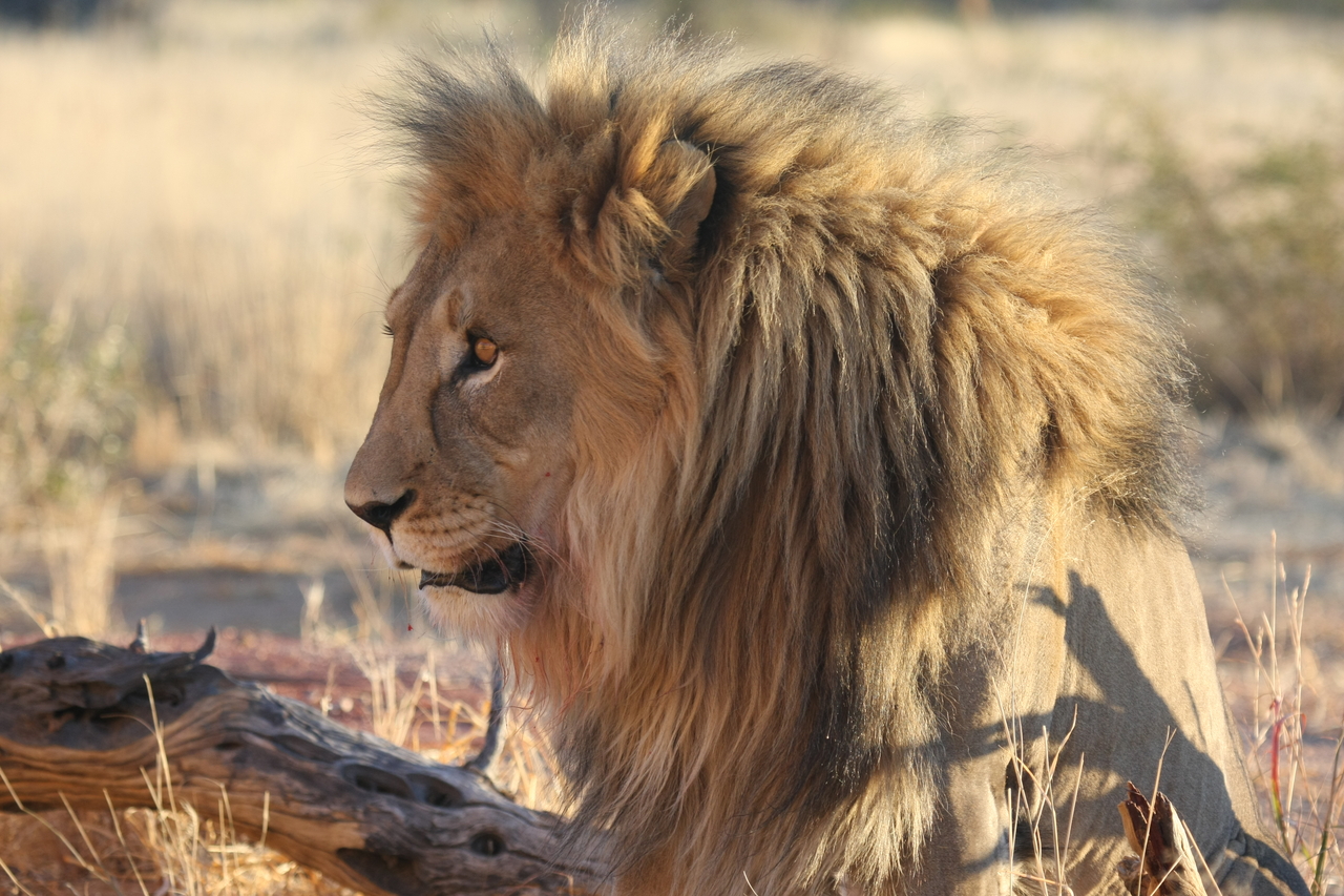 [8611] 2016_06_23_11_55_08_Africa_Canon_EOS_40D_IMG__00981.jpg