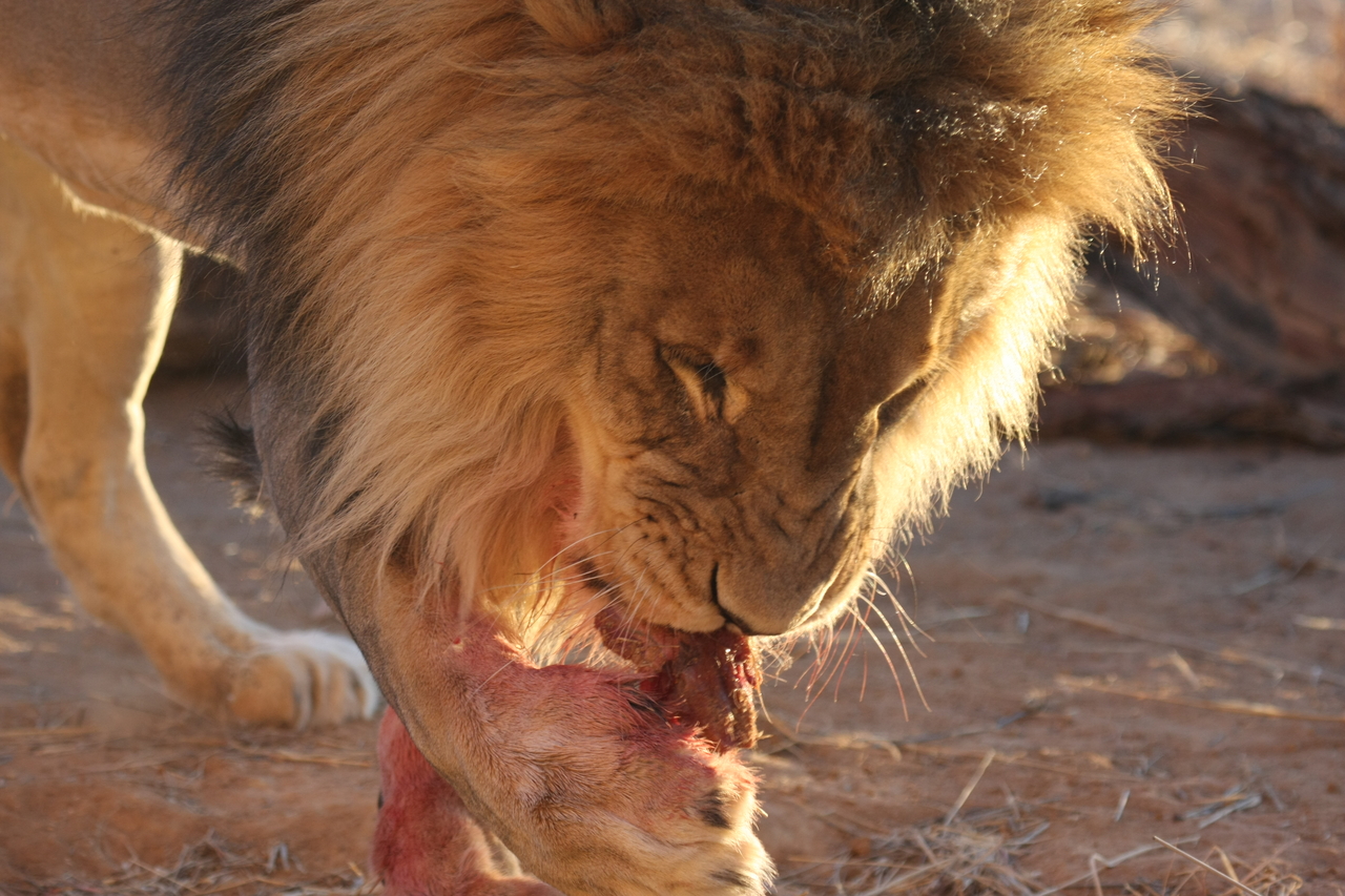 [8706] 2016_06_23_11_56_40_Africa_Canon_EOS_40D_IMG__01008.jpg