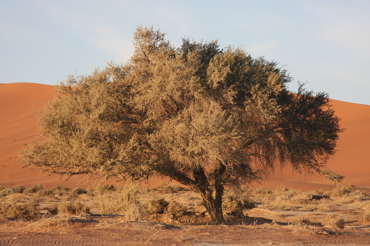 [14720] 2016_06_25_02_22_06_Africa_Canon_EOS_40D_IMG__00169.jpg