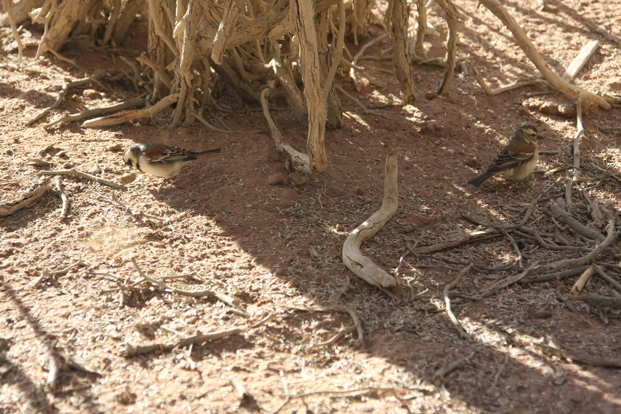 [15048] 2016_06_25_03_29_49_Africa_Canon_EOS_40D_IMG__09453.jpg