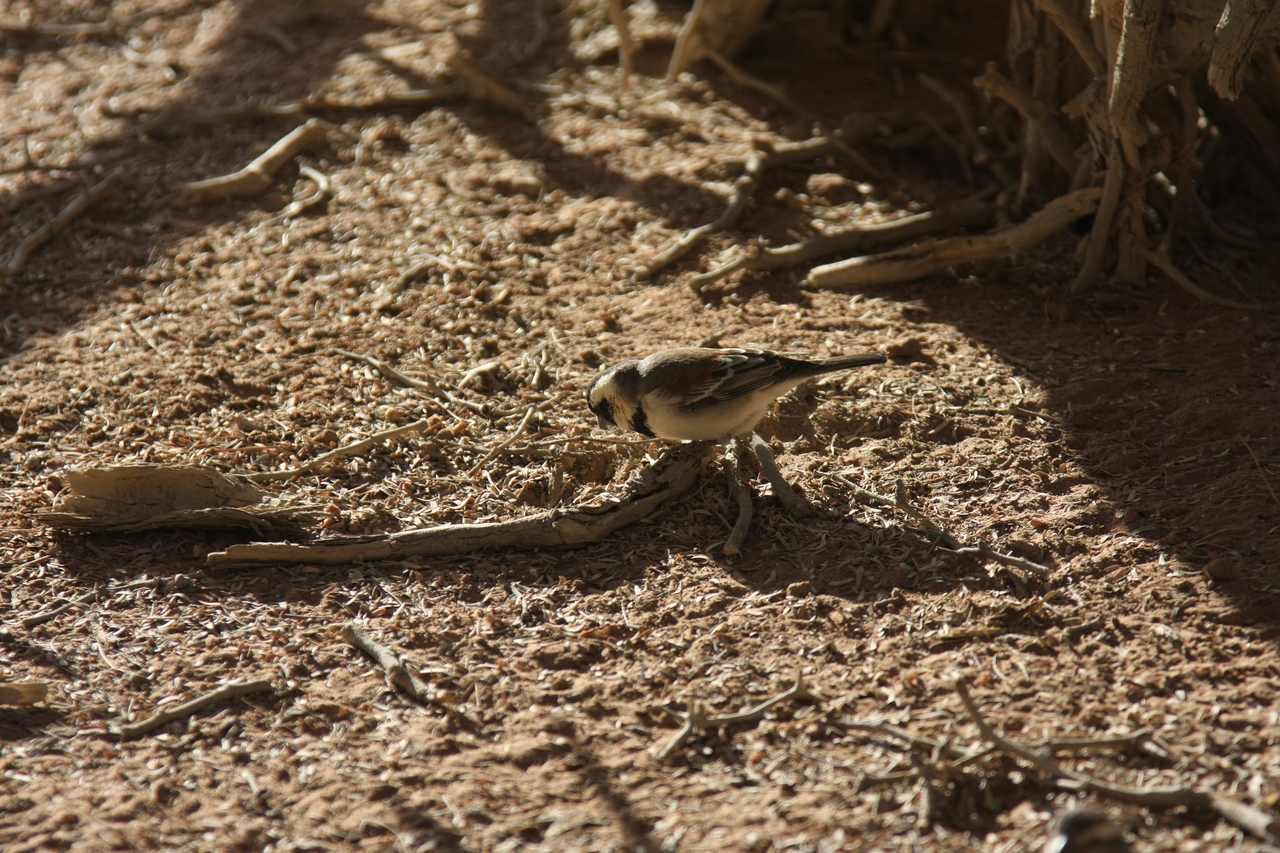 [15068] 2016_06_25_03_30_07_Africa_Canon_EOS_40D_IMG__02014.jpg