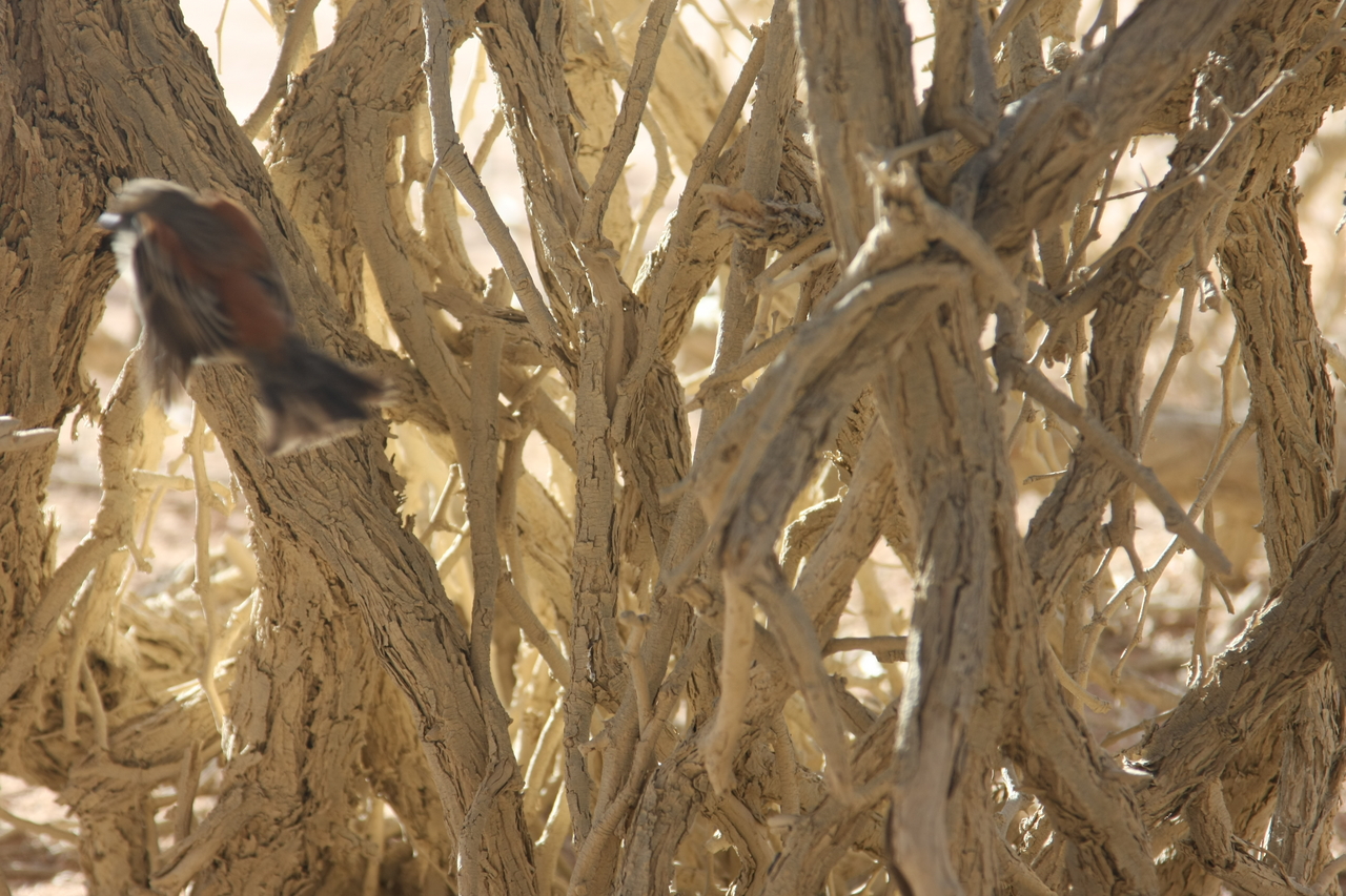 [15070] 2016_06_25_03_30_22_Africa_Canon_EOS_40D_IMG__00022.jpg