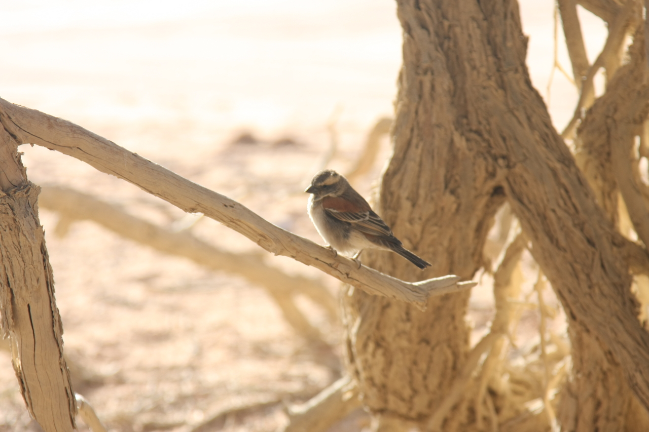 [15073] 2016_06_25_03_30_24_Africa_Canon_EOS_40D_IMG__00023.jpg