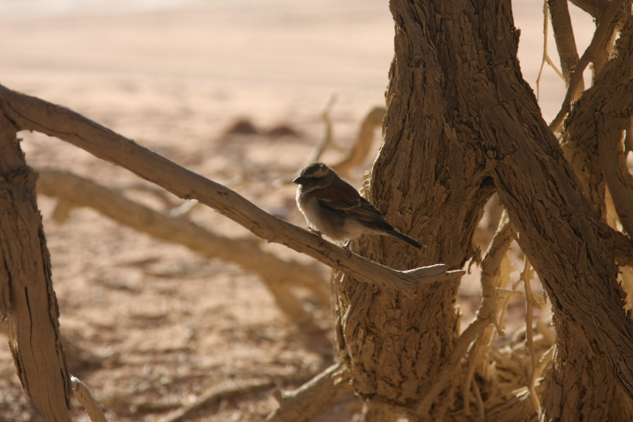 [15080] 2016_06_25_03_30_30_Africa_Canon_EOS_40D_IMG__02019.jpg