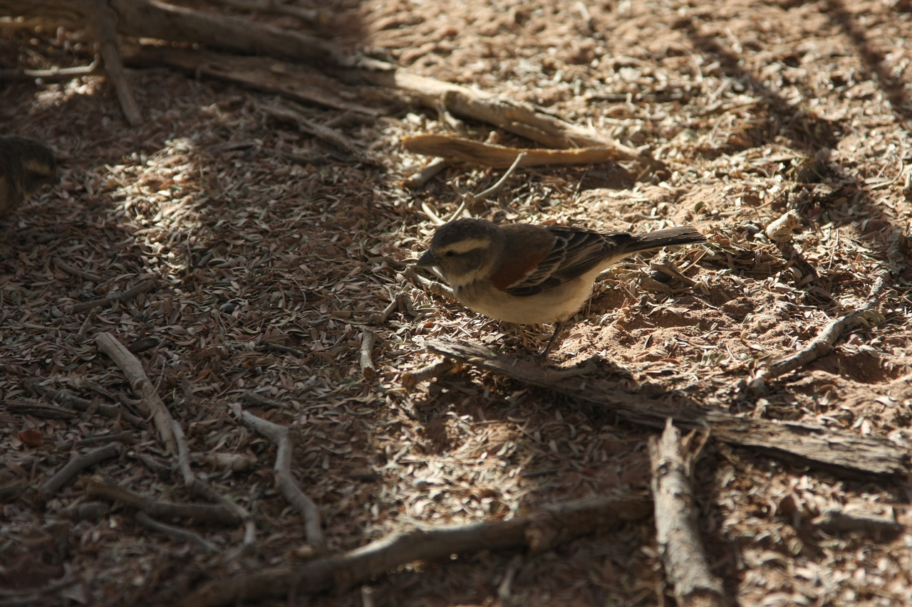 [15084] 2016_06_25_03_30_50_Africa_Canon_EOS_40D_IMG__09467.jpg