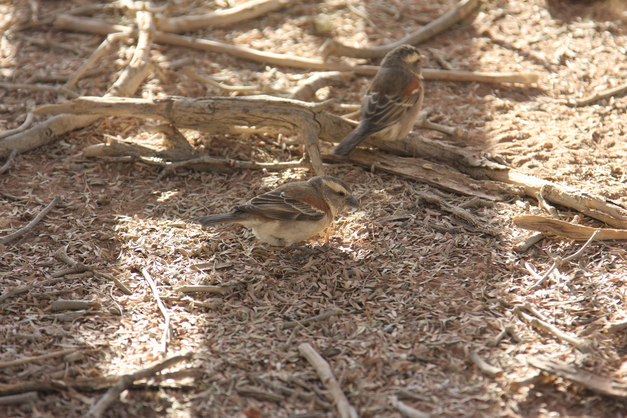 [15085] 2016_06_25_03_30_56_Africa_Canon_EOS_40D_IMG__00028.jpg