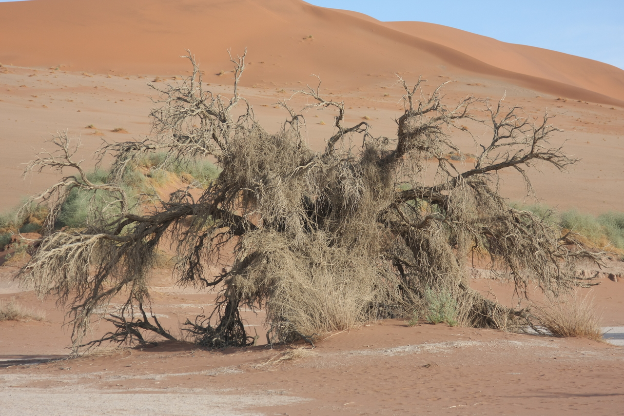 [15118] 2016_06_25_03_39_48_Africa_Canon_EOS_40D_IMG__00040.jpg