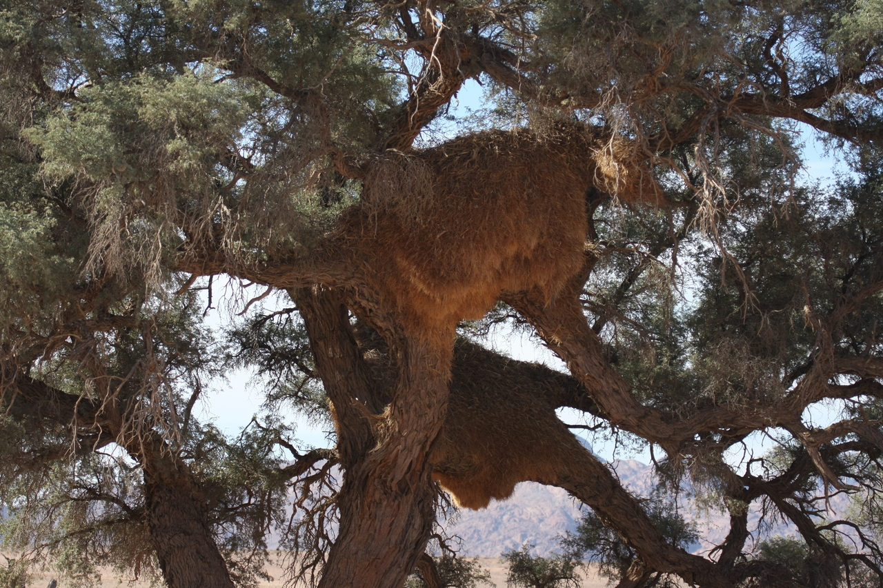 [15797] 2016_06_25_09_32_48_Africa_Canon_EOS_40D_IMG__00120.jpg