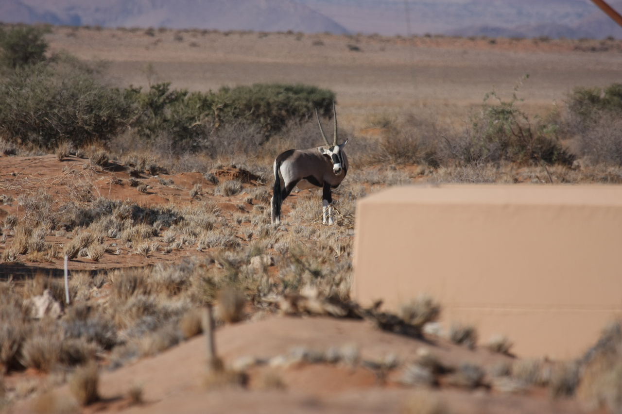 [15813] 2016_06_25_09_33_46_Africa_Canon_EOS_40D_IMG__09564.jpg