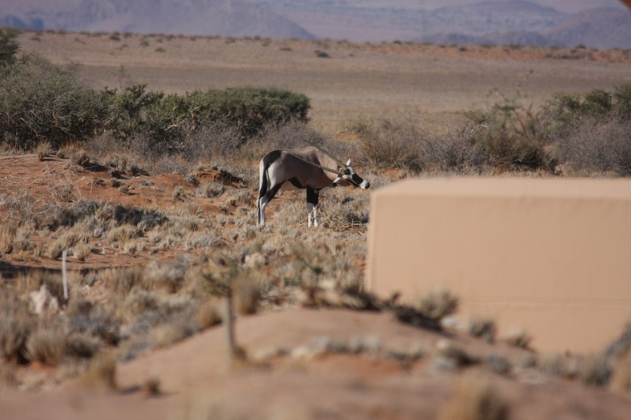 [15819] 2016_06_25_09_33_58_Africa_Canon_EOS_40D_IMG__02121.jpg