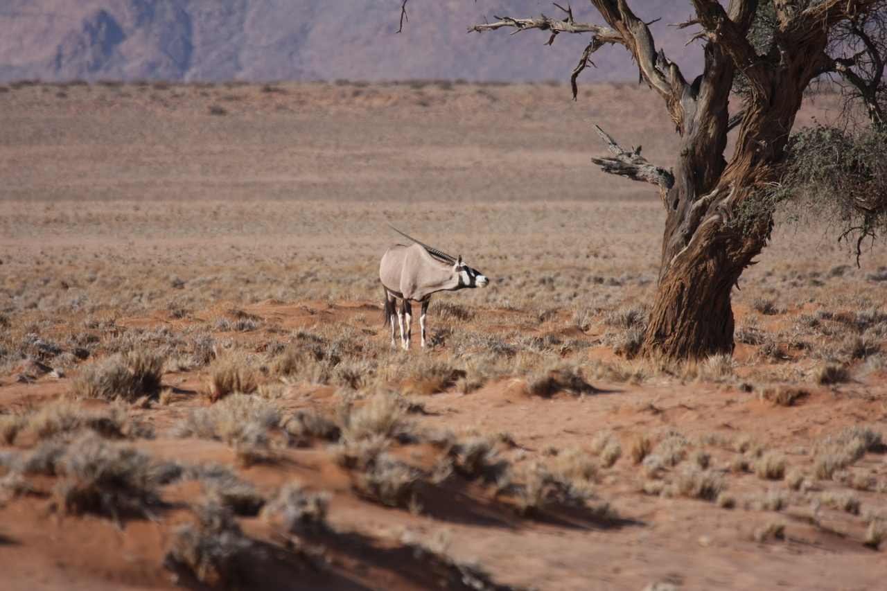 [15839] 2016_06_25_09_35_31_Africa_Canon_EOS_40D_IMG__00135.jpg