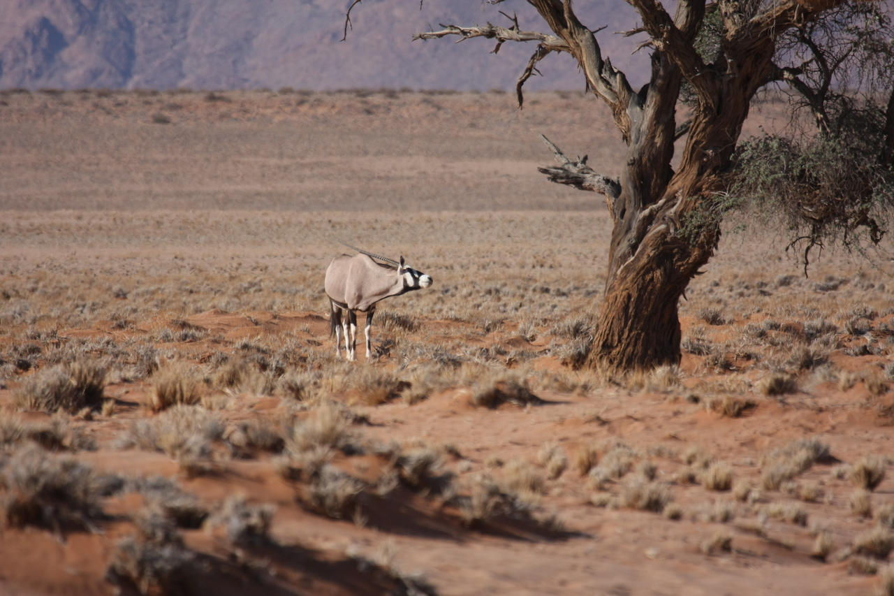 [15840] 2016_06_25_09_35_31_Africa_Canon_EOS_40D_IMG__00137.jpg