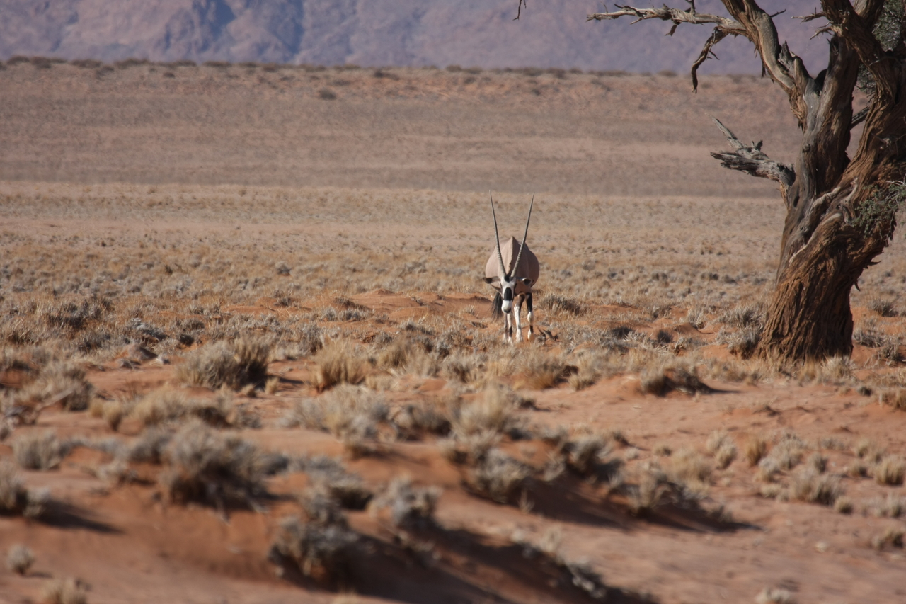 [15862] 2016_06_25_09_35_41_Africa_Canon_EOS_40D_IMG__02137.jpg